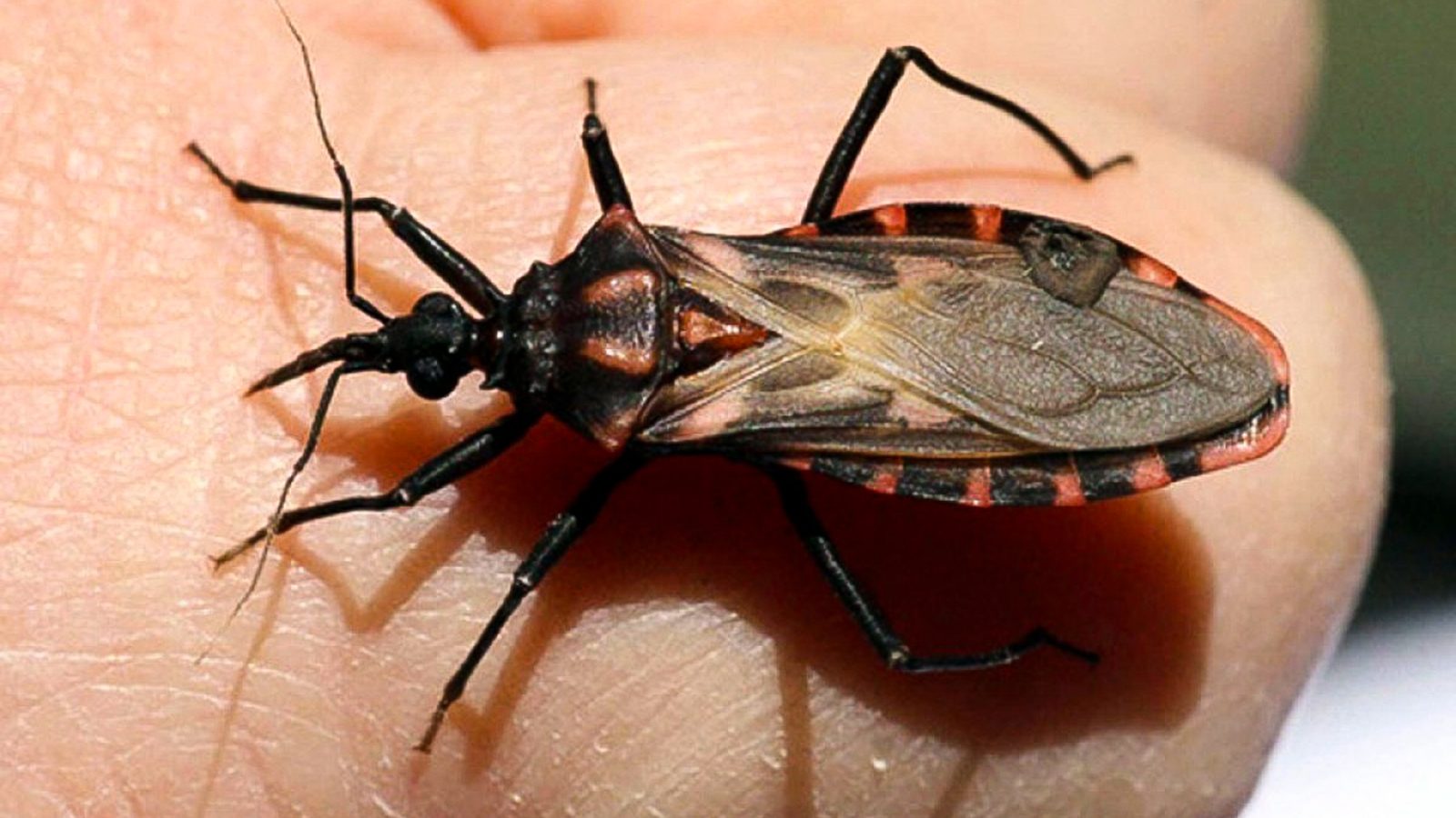 Chagas: Salud coordina con Nación nuevas acciones de control en Fray Mamerto Esquiú