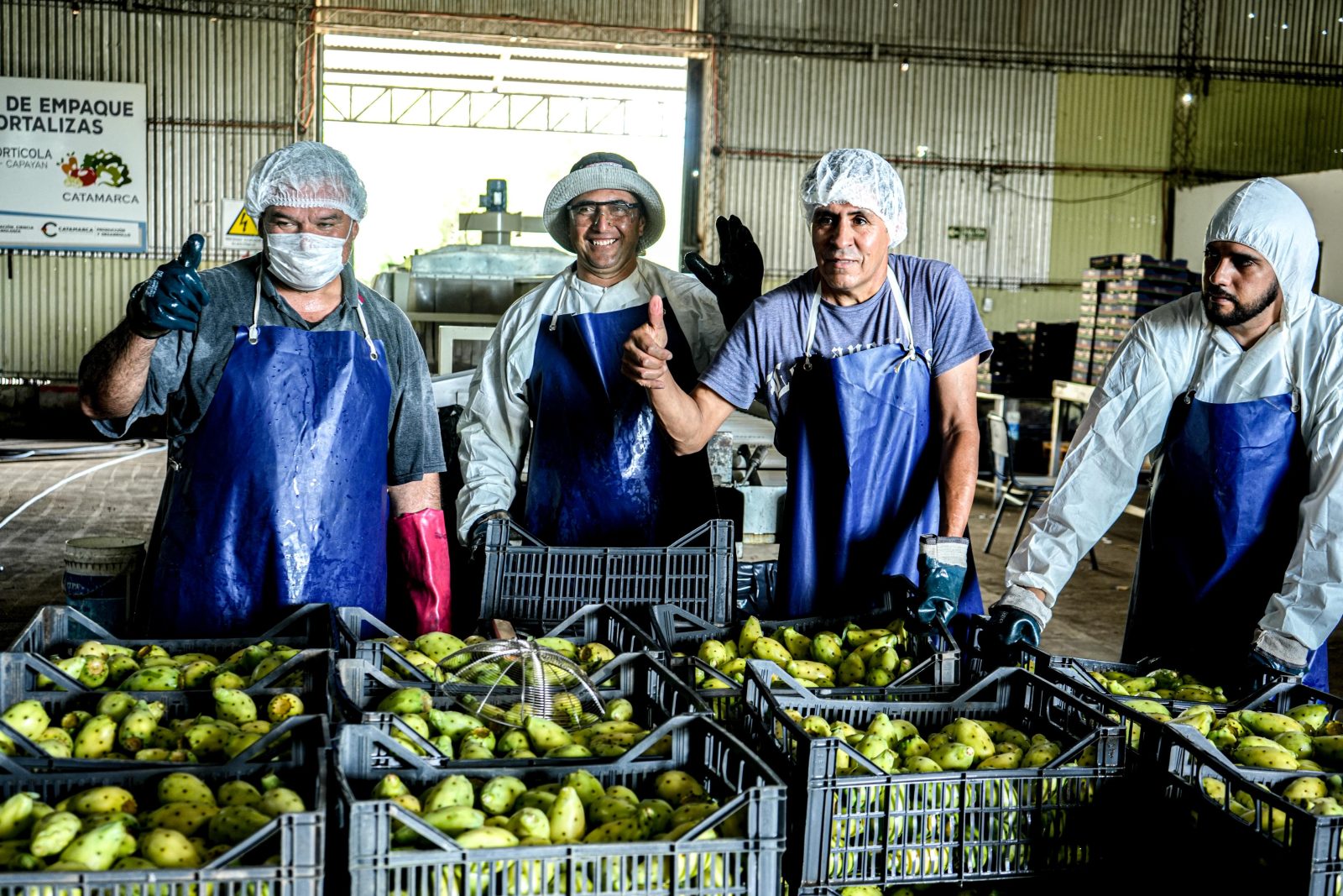 Catamarca avanza en su primera exportación de tuna a Europa en un contexto de fuertes límites estructurales