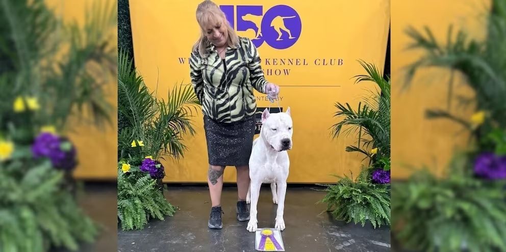 “Toky”, el Dogo Argentino que hizo historia: ganó el certamen canino más prestigioso del mundo